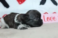 Aero, a male Shih Tzu for sale in West Plains, MO – Photo 4 of 6