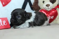 Aero, a male Shih Tzu for sale in West Plains, MO – Photo 5 of 6