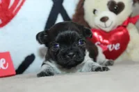 Aero, a male Shih Tzu for sale in West Plains, MO – Photo 1 of 6