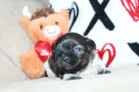 Aero, a male Shih Tzu for sale in West Plains, MO – Photo 2 of 6