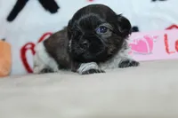 Aero, a male Shih Tzu for sale in West Plains, MO – Photo 3 of 6