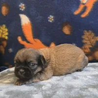 Brooks, a male Shih Tzu for sale in West Plains, MO – 3 of 6