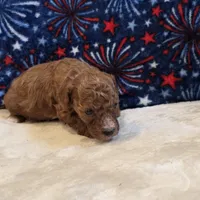 Veto , a male Poodle - Toy  for sale in West Plains, MO – 6 of 7