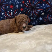 Veto , a male Poodle - Toy  for sale in West Plains, MO – 3 of 7