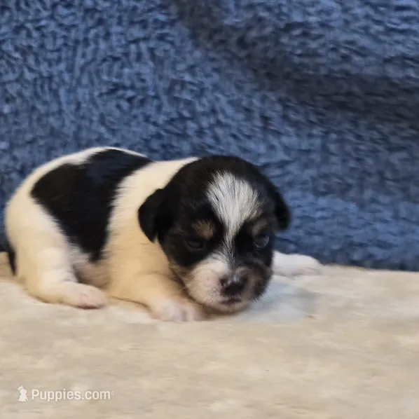 Vega – Shorkie puppy for sale in West Plains, MO