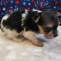 Aggie, a female Yorkshire Terrier for sale in West Plains, MO – 4 of 7