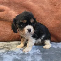Marty, a male Cavalier King Charles Spaniel for sale in West Plains, MO – 6 of 6