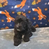 Freya, a female Yorkipoo and Poodle - Toy  for sale in West Plains, MO – 2 of 10