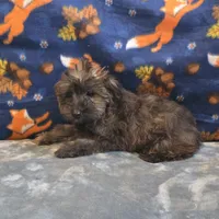 Sage, a female Yorkipoo and Poodle - Toy  for sale in West Plains, MO – 3 of 10