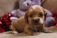 processed/f773a453-78cb-4583-a013-593187e16071/listing/cacc7dde-3e1b-41e6-a9bc-089bbf5d6cfb/176264e5-cb34-49c2-957f-1b2c60e8ed7b