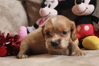 processed/f773a453-78cb-4583-a013-593187e16071/listing/cacc7dde-3e1b-41e6-a9bc-089bbf5d6cfb/7aa1dd18-5513-4fb5-a1f9-82bae0508eb6