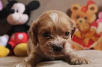 processed/f773a453-78cb-4583-a013-593187e16071/listing/cacc7dde-3e1b-41e6-a9bc-089bbf5d6cfb/8f50592b-2e01-4563-8ba7-b310a4883d49