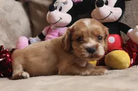 processed/f773a453-78cb-4583-a013-593187e16071/listing/cacc7dde-3e1b-41e6-a9bc-089bbf5d6cfb/99a240c5-0d26-446e-b452-f65b6c9151b8