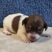 Fiona, a female Shorkie for sale in West Plains, MO – 1 of 7