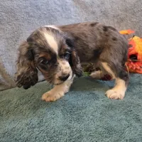 Cosmo, a male Cocker Spaniel for sale in West Plains, MO – 2 of 6