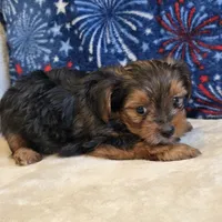 Ryker, a male Yorkshire Terrier for sale in West Plains, MO – 5 of 5