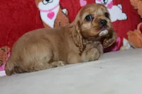 processed/f773a453-78cb-4583-a013-593187e16071/listing/cbf54f4b-1080-47e9-bc5c-1fe57b300288/14187cf1-6ab1-424b-9925-894a186e62ba