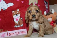 processed/f773a453-78cb-4583-a013-593187e16071/listing/cbf54f4b-1080-47e9-bc5c-1fe57b300288/66dfe698-5916-4339-be7c-84fdfdc302ce