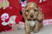 processed/f773a453-78cb-4583-a013-593187e16071/listing/cbf54f4b-1080-47e9-bc5c-1fe57b300288/8a9b2d70-56eb-4295-a036-90ce54628974