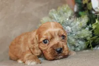 processed/f773a453-78cb-4583-a013-593187e16071/listing/cbf54f4b-1080-47e9-bc5c-1fe57b300288/8d4ba781-a0c5-4390-ba36-d185ff9266f9