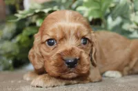 processed/f773a453-78cb-4583-a013-593187e16071/listing/cbf54f4b-1080-47e9-bc5c-1fe57b300288/d0a54fb1-8081-43f5-b911-6d6051dfcca3