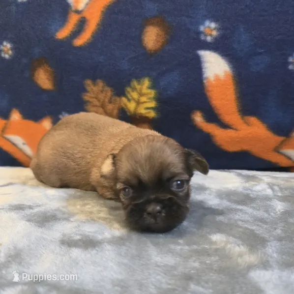 Brooks – Shih Tzu puppy for sale in West Plains, MO