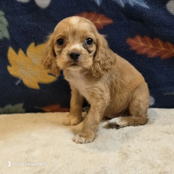 Peaches  – Cocker Spaniel puppy for sale in West Plains, MO
