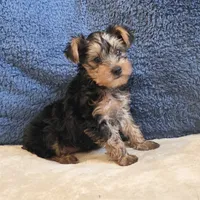 Luka, a male Yorkshire Terrier for sale in West Plains, MO – 6 of 7