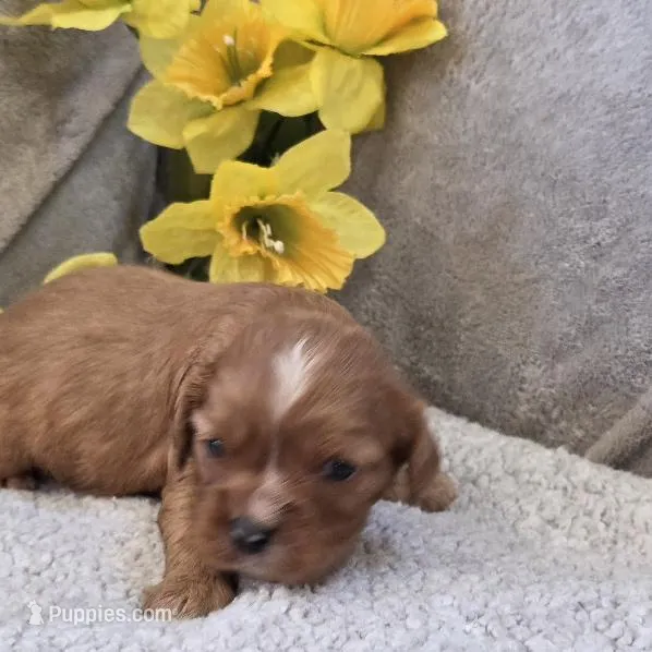Rugby – Cavalier King Charles Spaniel puppy for sale in West Plains, MO