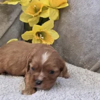 Rugby, a female Cavalier King Charles Spaniel for sale in West Plains, MO – 1 of 5