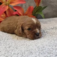 Rugby, a female Cavalier King Charles Spaniel for sale in West Plains, MO – 2 of 5