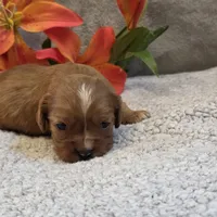 Rugby, a female Cavalier King Charles Spaniel for sale in West Plains, MO – 4 of 5