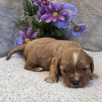 Rugby, a female Cavalier King Charles Spaniel for sale in West Plains, MO – 3 of 5