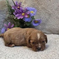 Rugby, a female Cavalier King Charles Spaniel for sale in West Plains, MO – 5 of 5