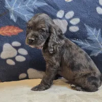 Logan, a male Cocker Spaniel for sale in West Plains, MO – 6 of 6