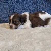 Marla, a female Shorkie for sale in West Plains, MO – 4 of 7