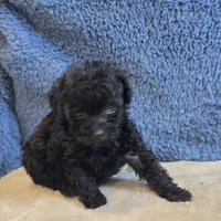 Colby, a male Poodle - Toy  for sale in West Plains, MO – 3 of 7