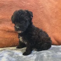 Co Co , a female Yorkipoo for sale in West Plains, MO – 6 of 6