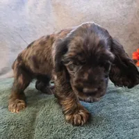 Jagger, a male Cocker Spaniel for sale in West Plains, MO – 6 of 6