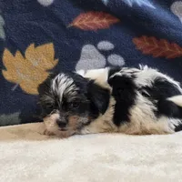 Vega, a male Shorkie for sale in West Plains, MO – 3 of 10