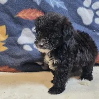 Diva, a female Yorkipoo and Poodle - Toy  for sale in West Plains, MO – 2 of 6