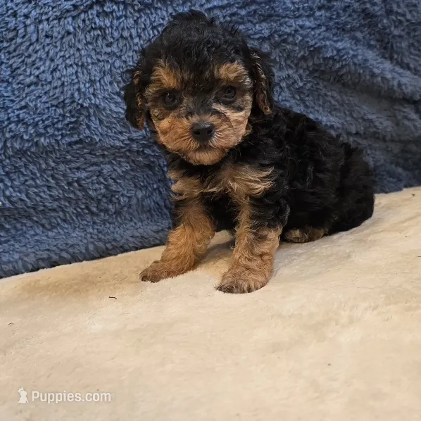 Buttons – Poodle - Toy  puppy for sale in West Plains, MO
