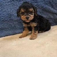 Buttons, a male Poodle - Toy  for sale in West Plains, MO – 1 of 7
