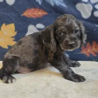 Logan, a male Cocker Spaniel for sale in West Plains, MO – 5 of 6