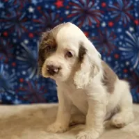 Mannie, a male Cocker Spaniel for sale in West Plains, MO – 4 of 7