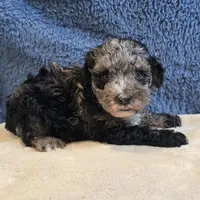 Rio, a male Poodle - Toy  for sale in West Plains, MO – 4 of 7
