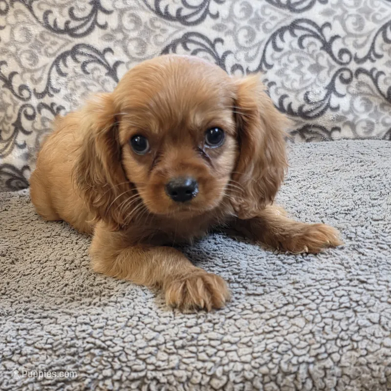 Rooney – Cavalier King Charles Spaniel puppy for sale in West Plains, MO