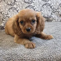 Rooney, a male Cavalier King Charles Spaniel for sale in West Plains, MO – 1 of 7