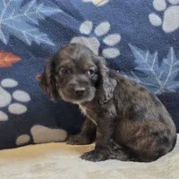 Logan, a male Cocker Spaniel for sale in West Plains, MO – 2 of 6