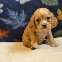 Peaches , a female Cocker Spaniel for sale in West Plains, MO – 4 of 6